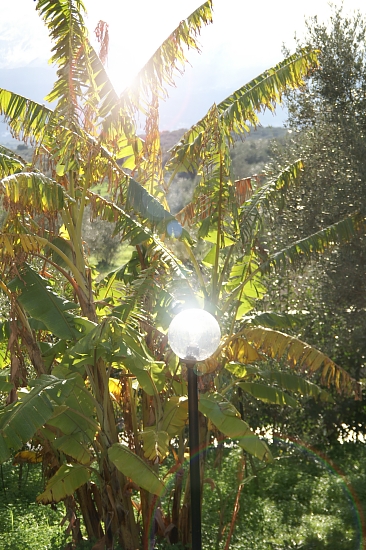 PICT2232 small LAMP SUNBATHING.jpg - 213605 Bytes